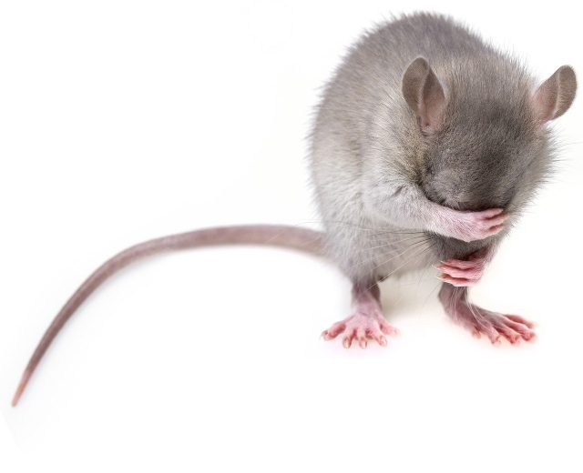 Les rats et l'expérimentation animale en laboratoire