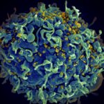 rôle du microbiote