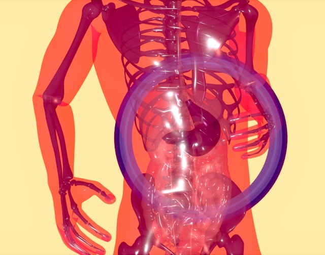Santé digestive : probiotiques, fibres et équilibre intestinal