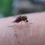 Moustique perché sur une peau humaine, en train de piquer