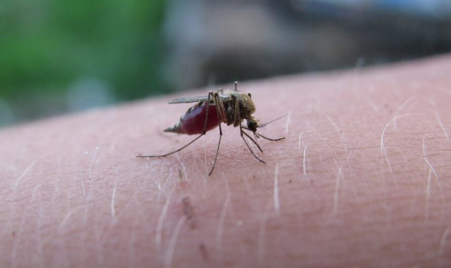 Pourquoi les moustiques gâchent le camping près des rivières du sud