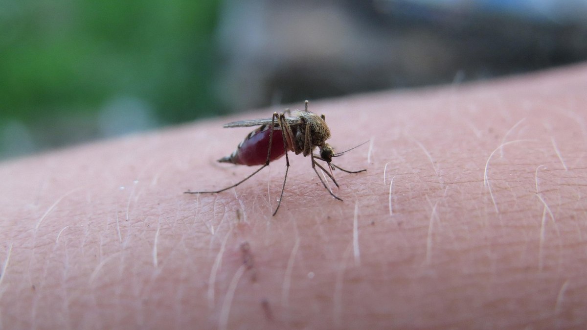 Moustique perché sur une peau humaine, en train de piquer