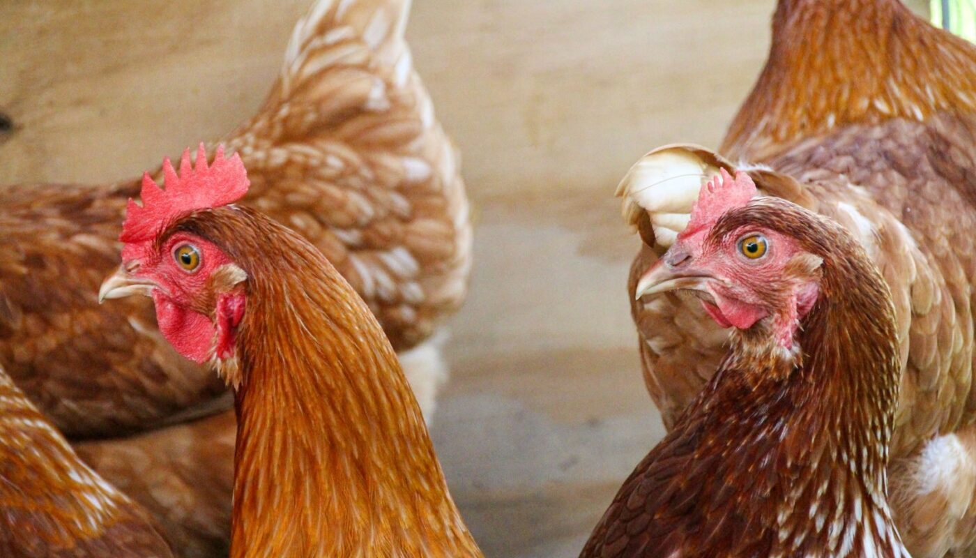 Environnement des animaux de ferme : aménager pour leur bien-être