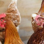 Environnement des animaux de ferme : aménager pour leur bien-être