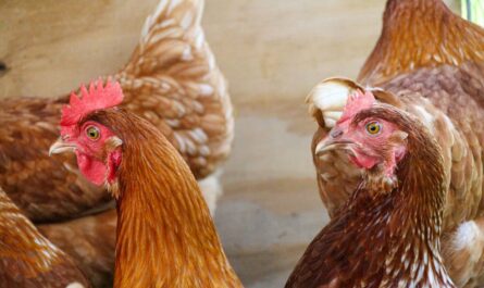 Environnement des animaux de ferme : aménager pour leur bien-être