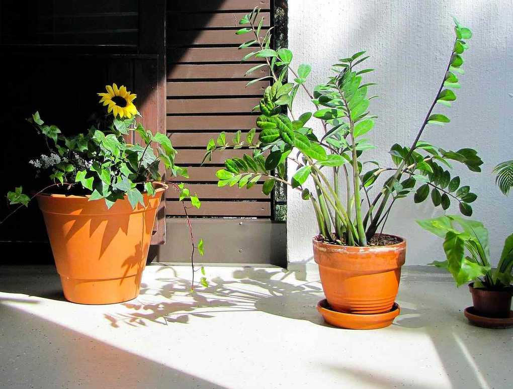 Pots en terre cuite avec plantes, tournesol, lumière du soleil Pots en terre cuite avec plantes, tournesol, lumière du soleil